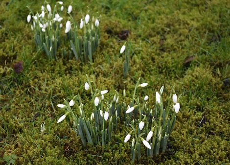 Park Cottage garden snowdrops